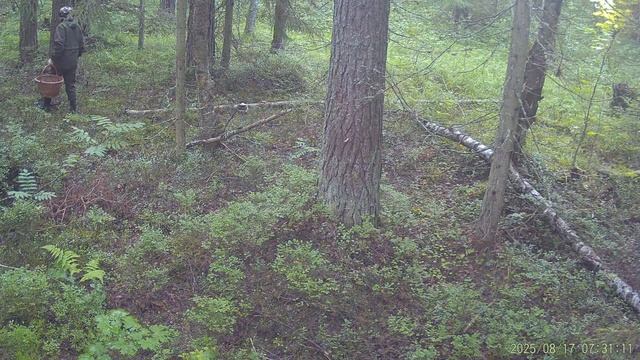 Будни фотоловушки 5 день и ночь