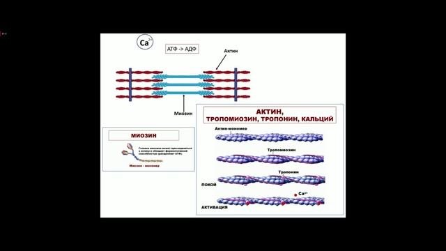 Лекция по нормальной физиологии 27.09.25