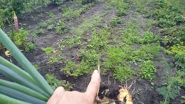 Убираю Лук ШТУТГАРТЕН РИЗЕН посаженный по Ремонтантной Клубники.  ОБЗОР!!!   Моё МНЕНИЕ!!!