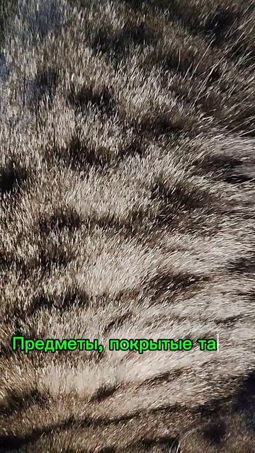 🙌Подписывайтесь🙌Помощь каналу:+➐➐➐➎➎➌➍➊➍➐➑ 🅷🅰🅻🆈🅺 🅱🅰🅽🅺 #юмор #прикол #смех.mp4