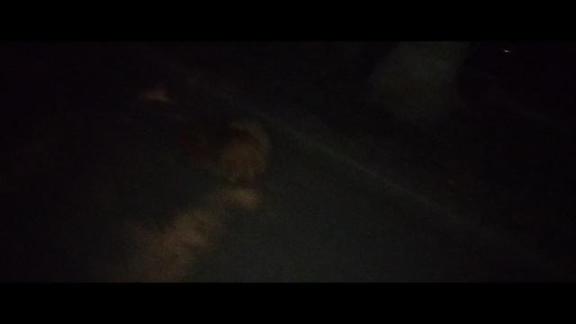 Мы идём гулять с собакой!  29-май-2024