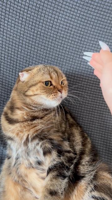 Милая шотландская вислоухая кошечка 🐱