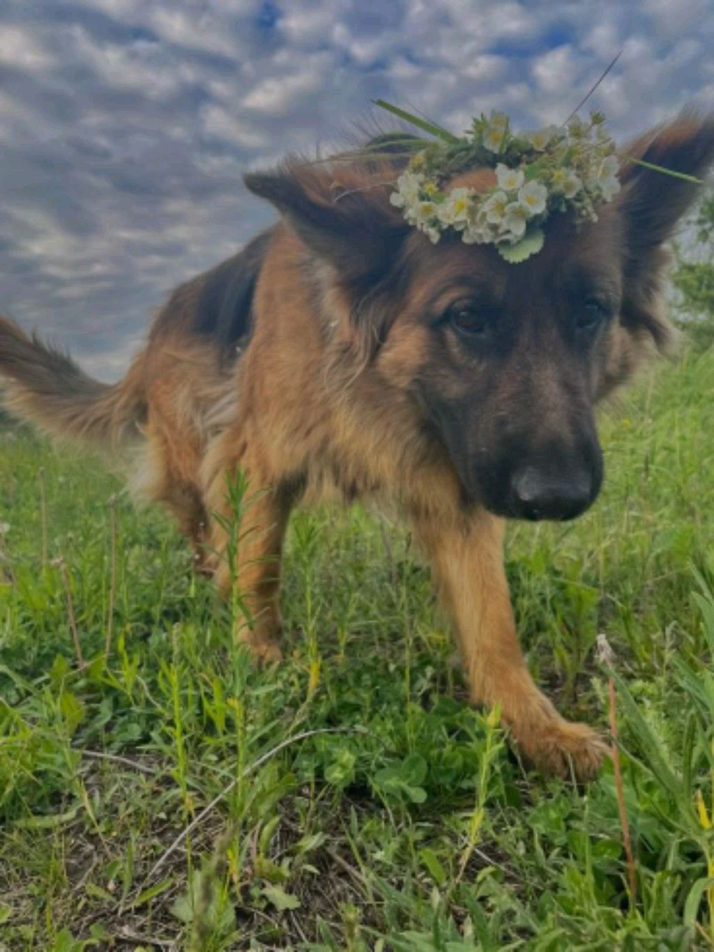 обзор на собачек) 🍂