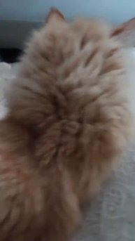 успокаивающие 🌿😻