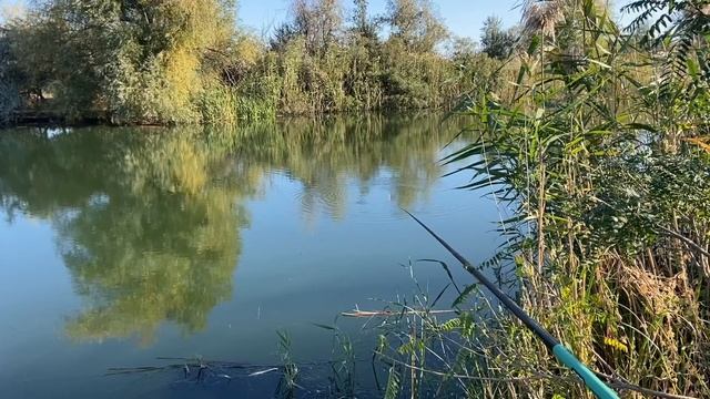 Тарань на поплавок