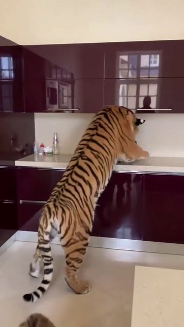 #тигр - он как домашний #кот 🐱🦁🐯🐅🐆