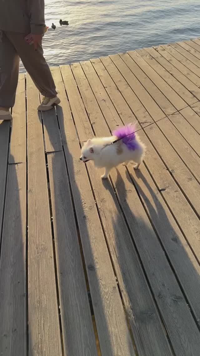 Собачка-модница. 💜 Такой только на подиум