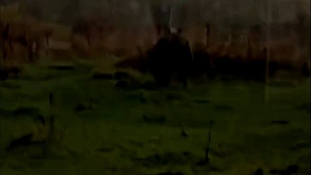 Медведи подходят к домам на Камчатке и Сахалине