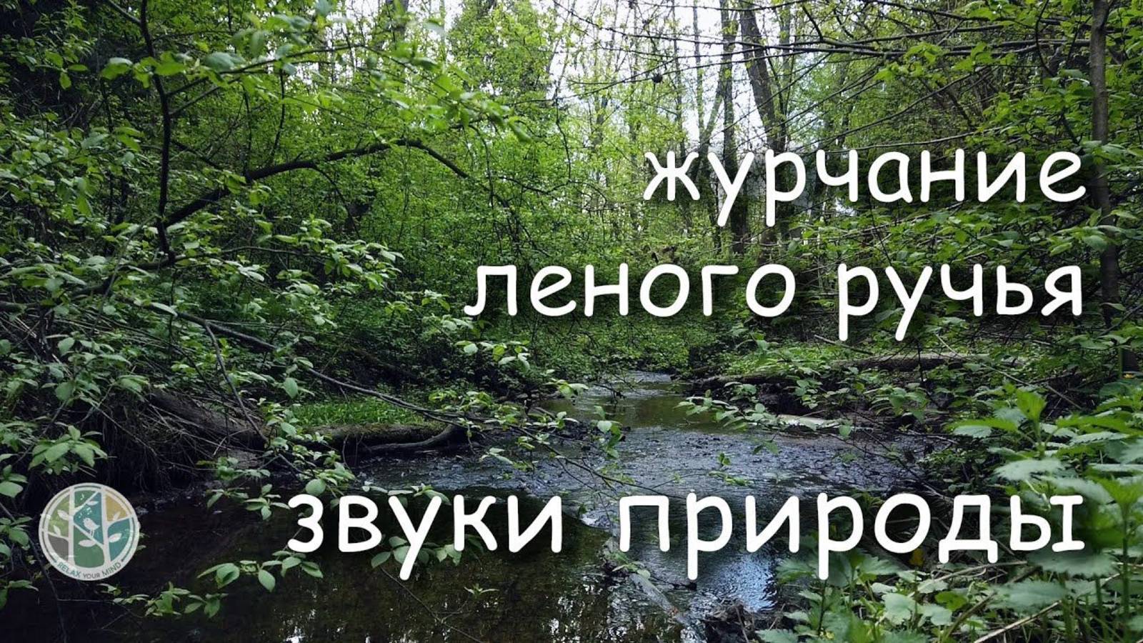 Как хорошо послушать звуки, ЖУРЧАНИЕ РУЧЬЯ в лесу. Лесной ручей, пение птиц, звуки природы, релакс