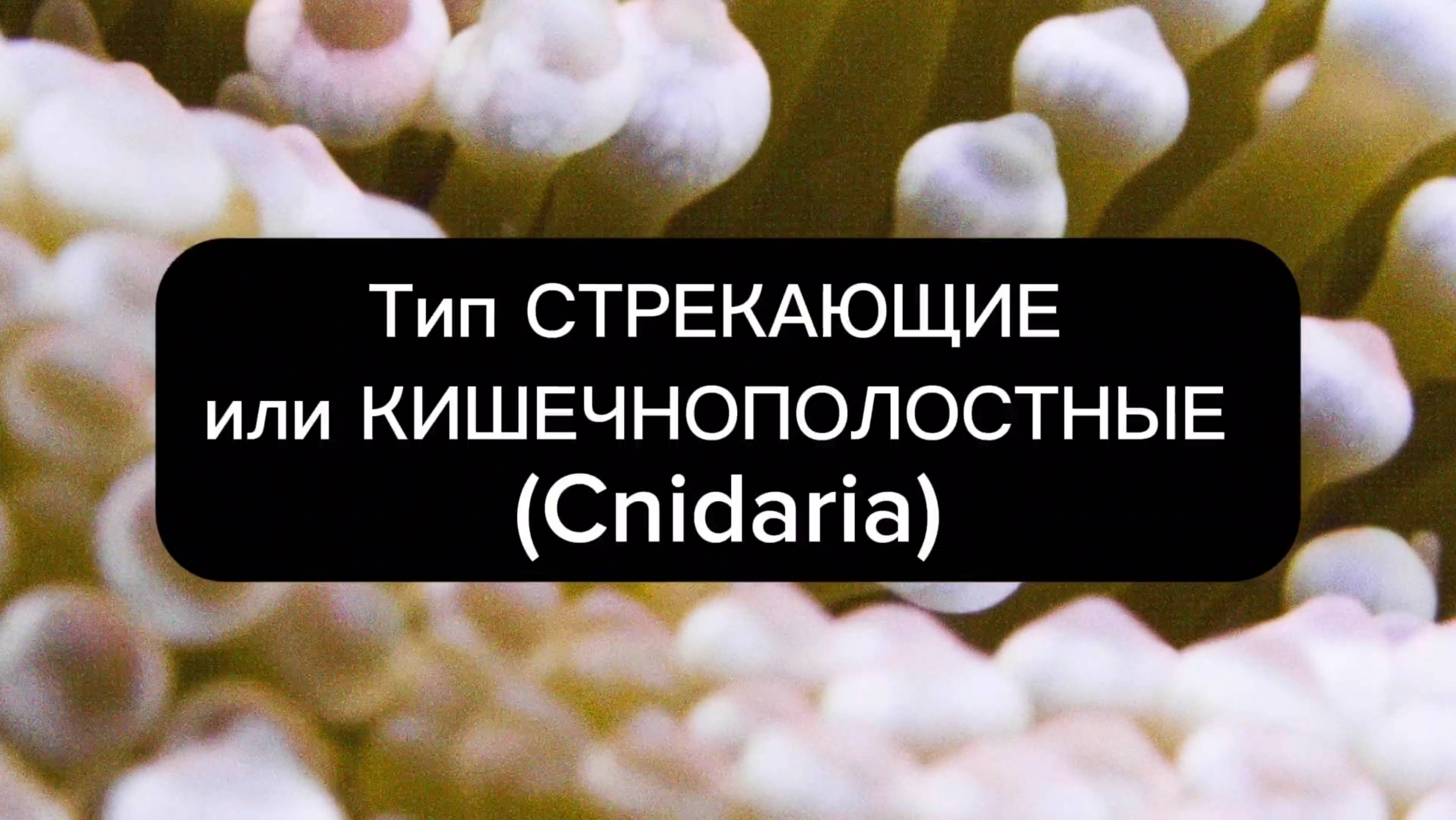 Тип СТРЕКАЮЩИЕ 
или КИШЕЧНОПОЛОСТНЫЕ 
Cnidaria