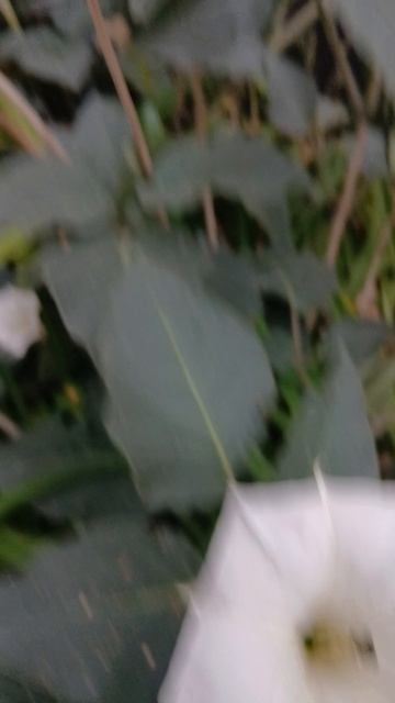 1000001878.mp427.09.2025г