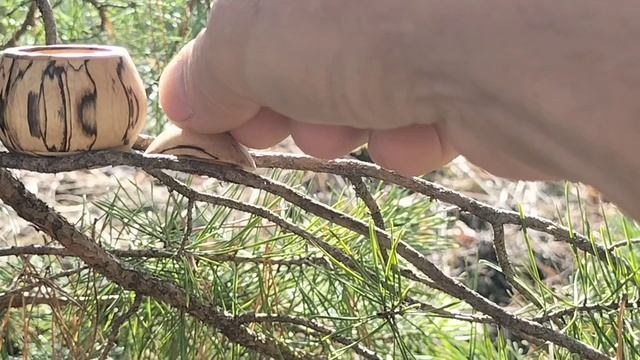 Шкатулка в сентябрьском лесу на дубе и сосне