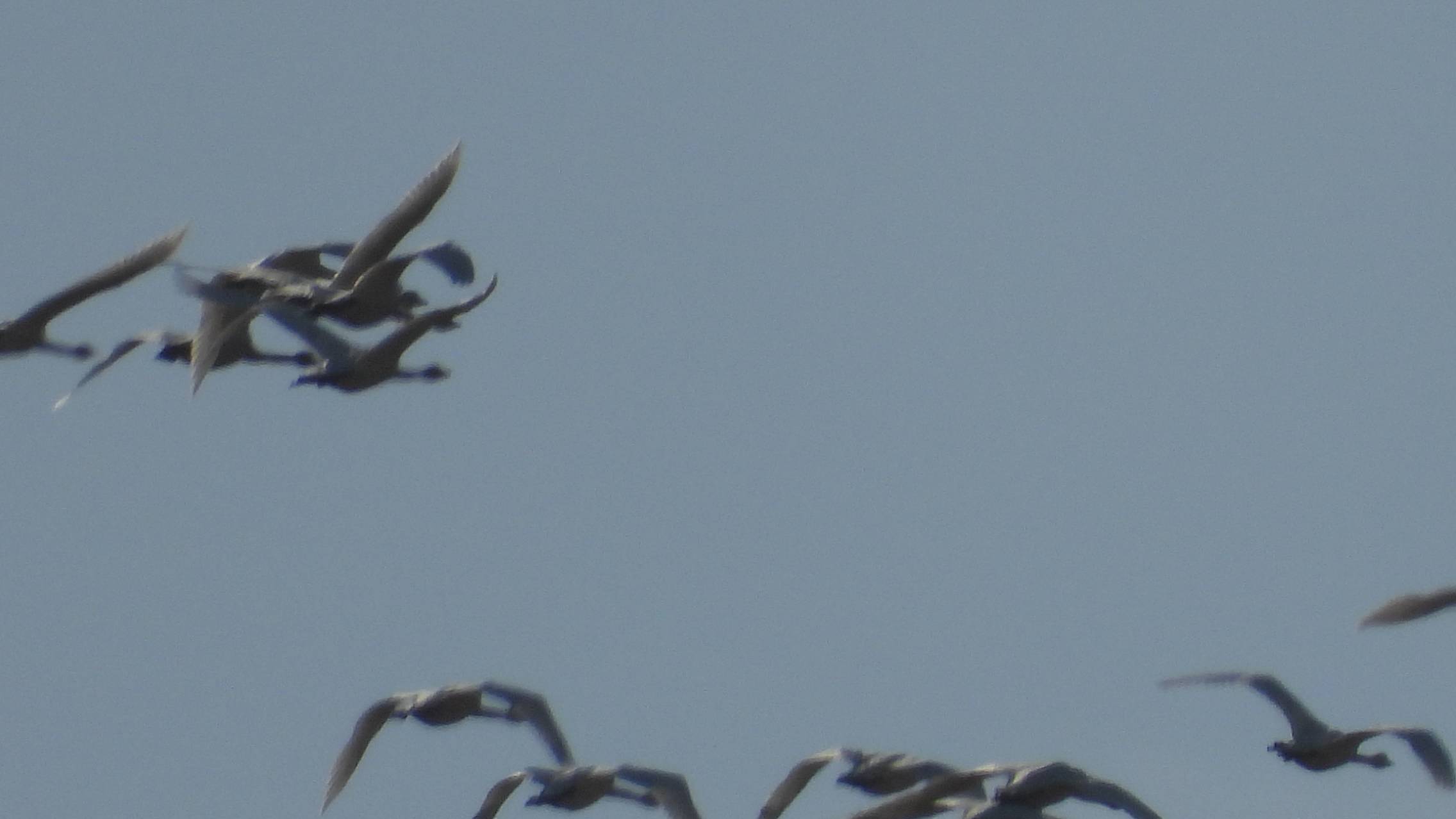 Лебединые стаи летят на юг