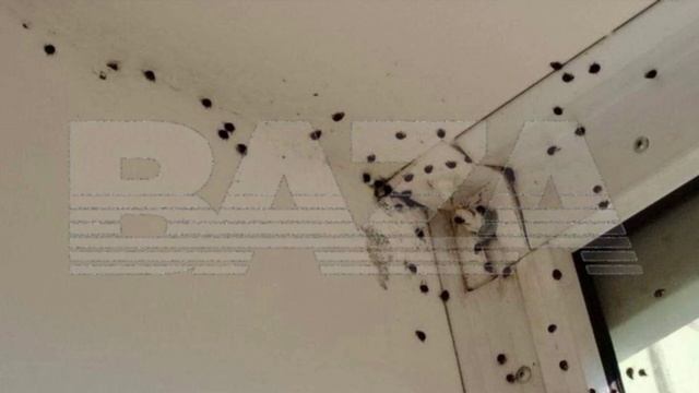 Baza: хищные божьи коровки-арлекины захватывают дома людей на юге России