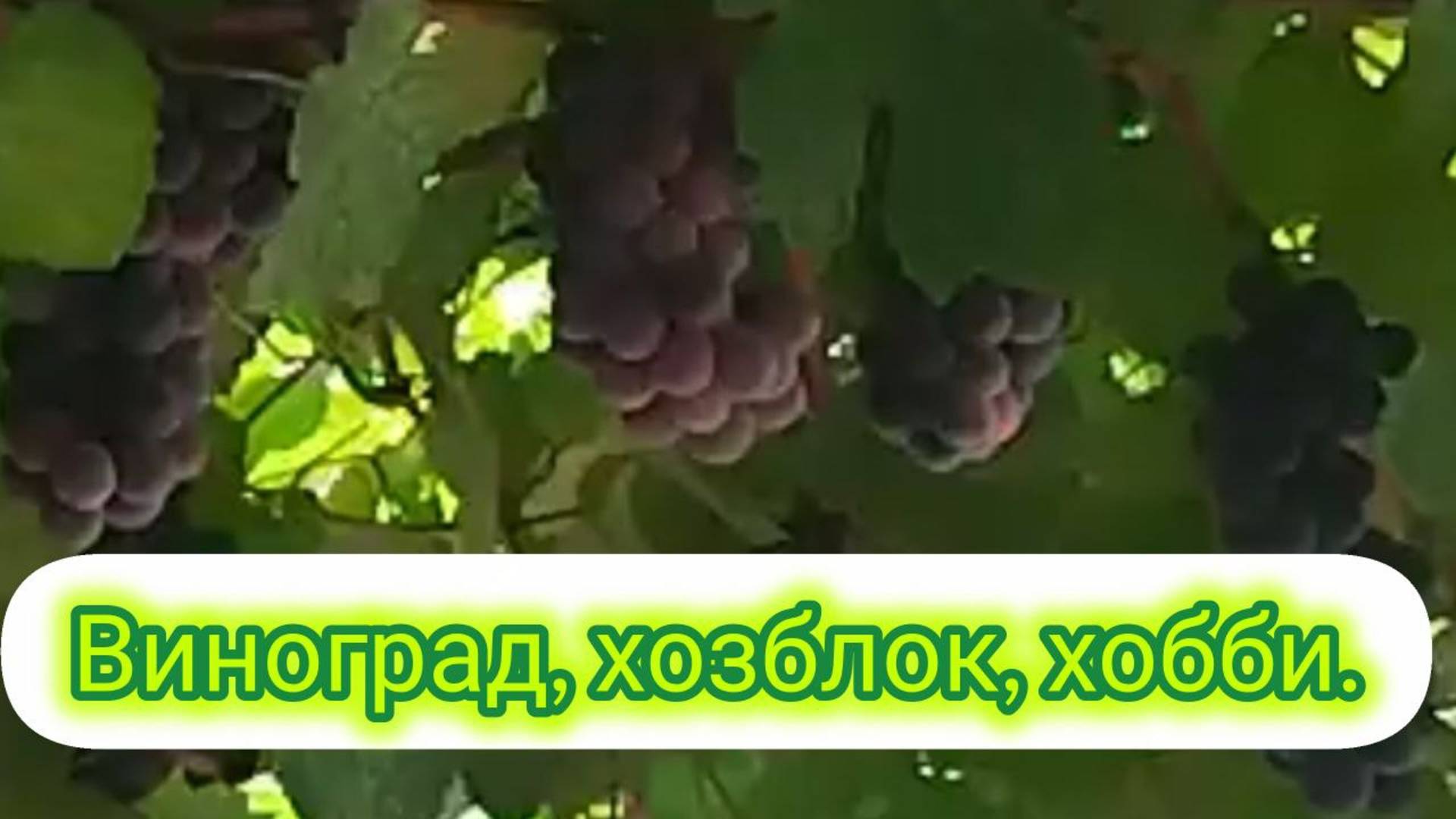 Виноградник хобби хозблок.