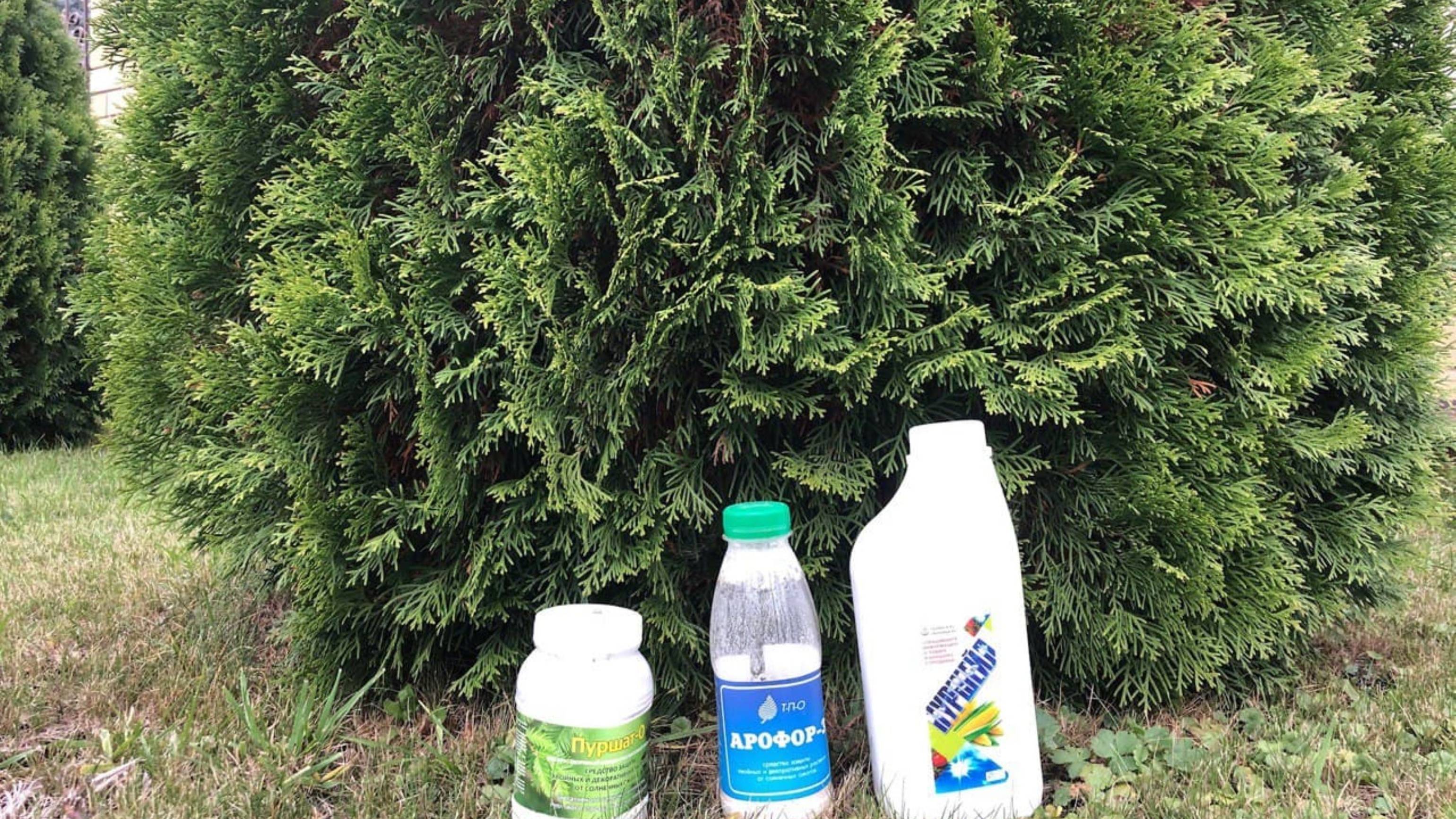 Обработка хвойных осенью от весенних солнечных ожогов