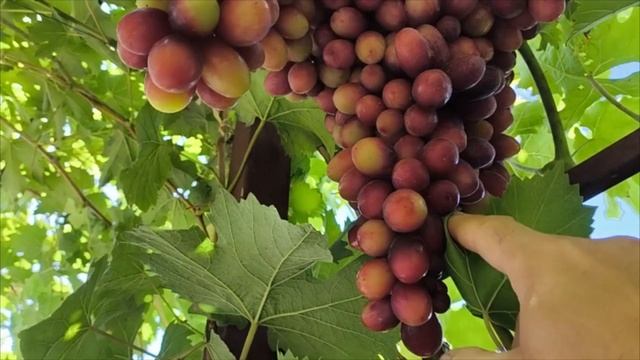 ШЕЛКОВИЧНЫЙ виноград селекции Калугина В.М. на 19.09.2025. +79900274169, +79900274170