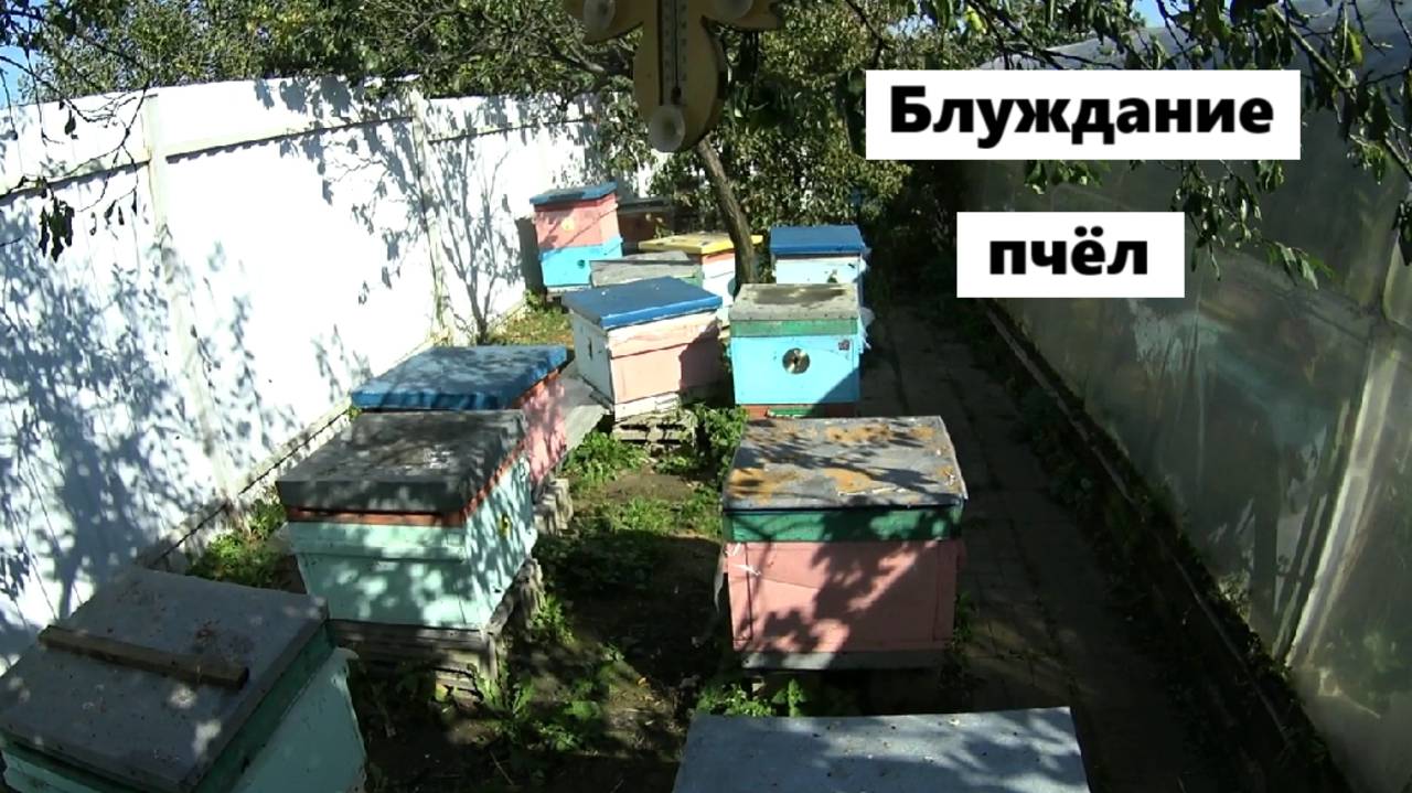 Близкое расположение ульев