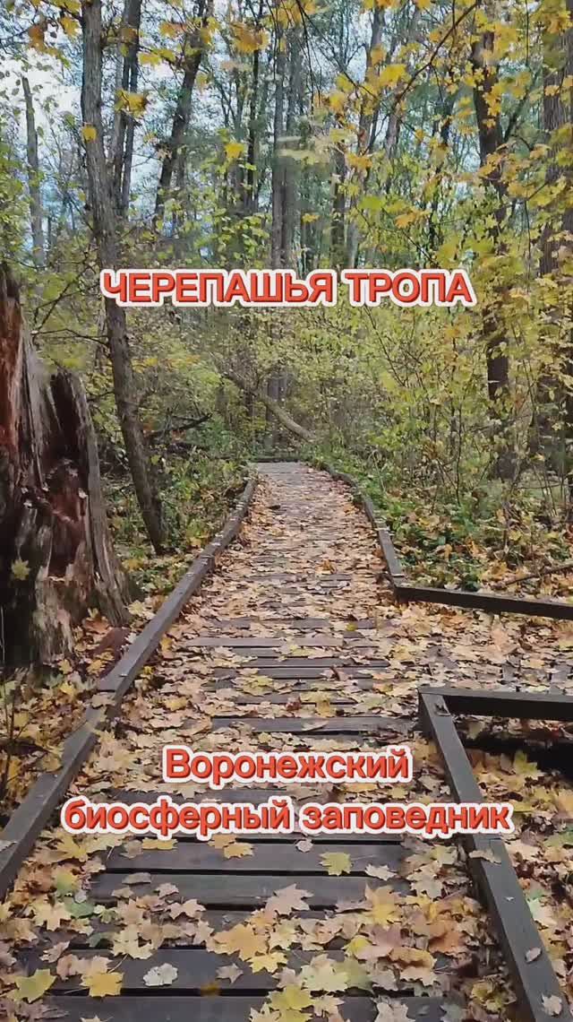 Экотропа «Черепахинская» в Воронежском биосферном заповеднике. Малая пешеходная оборудованная тропа