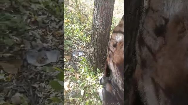 кошечка