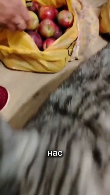 Сёма и Марсель 69 серия