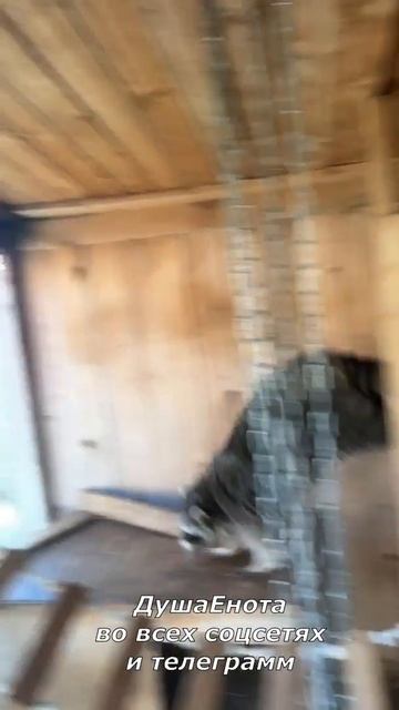Находка Элвиса
