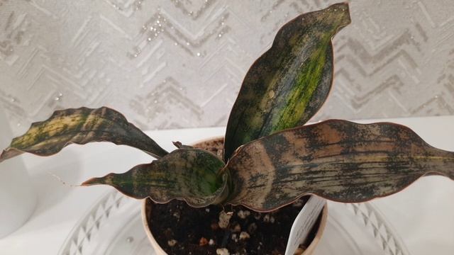 Сансевиерия Кирки копертон вар. 
Sansevieria Kirkii Copertone Var. #sansevieria #сансевиерия #ханни