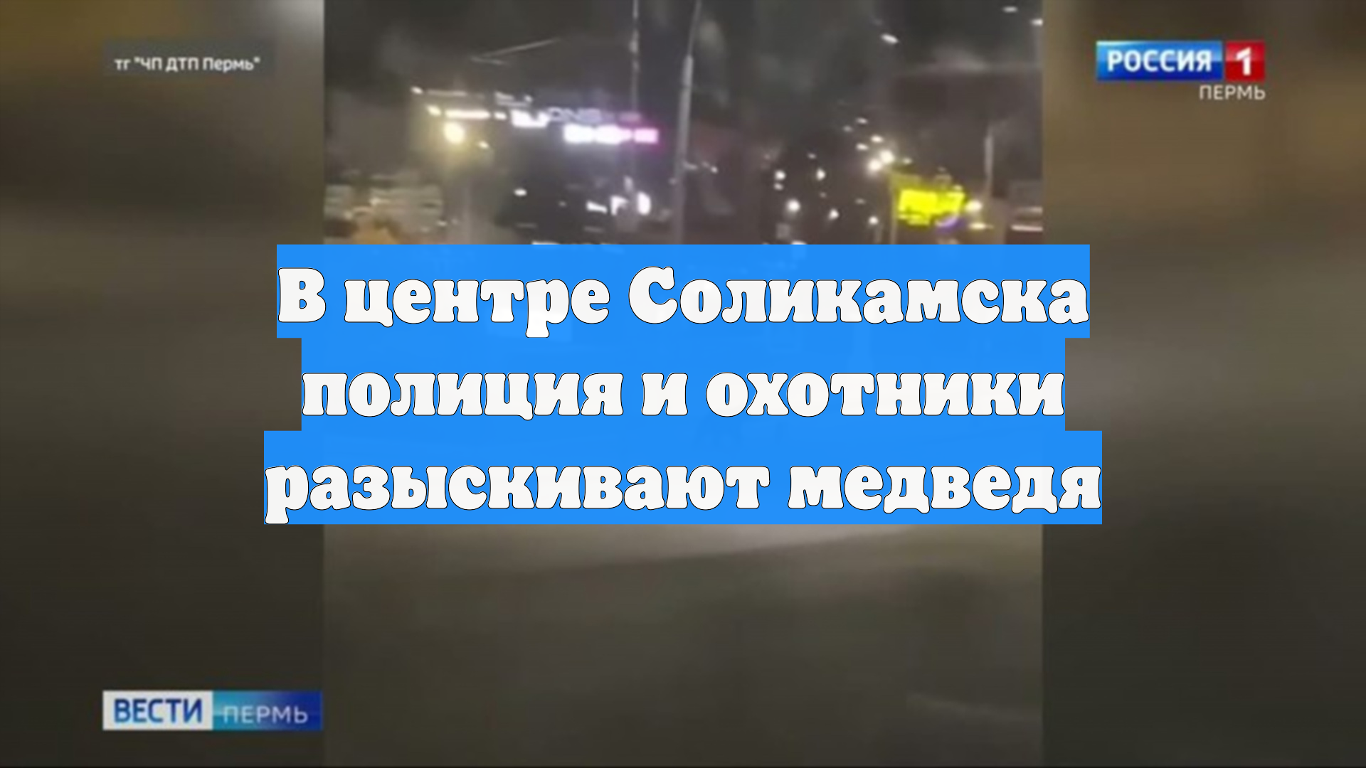 В центре Соликамска полиция и охотники разыскивают медведя