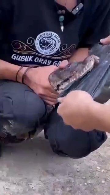 Сколько зубов у питона. На первый взгляд зубов нетно это не так. Подписываемся 