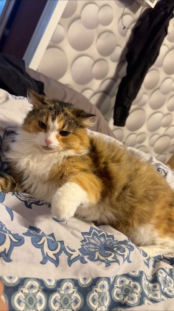 Сяма самая добрая кошка. #кошка