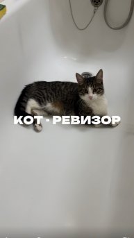 Кот-ревизор. Артикул на пасту WB #234577722 Ozon #1664064287