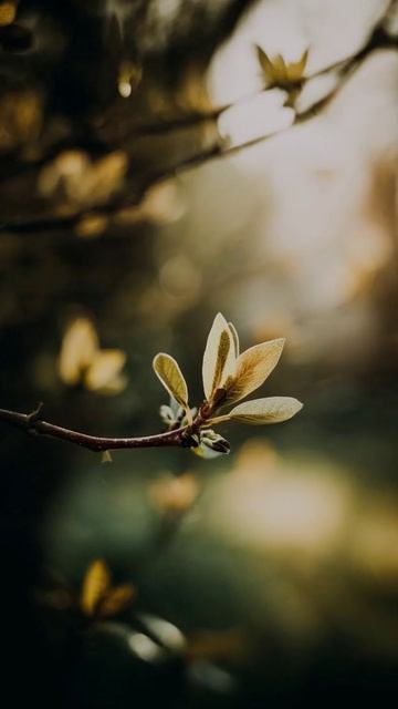 Осень жизни