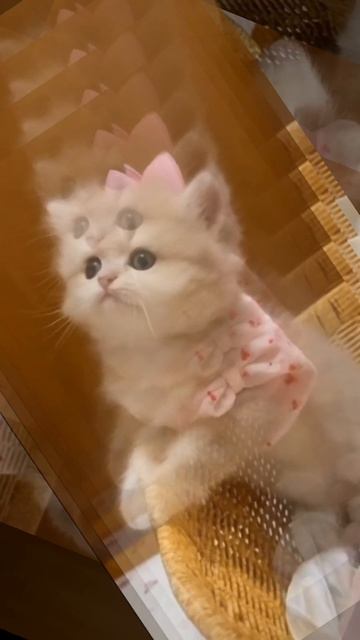  Tu ne croiras pas ces chatons !