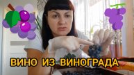 ВИНО 🍷 ИЗ КИСЛЫХ СОРТОВ ВИНОГРАДА 🍇 С ЧЕГО НАЧАТЬ, 1 ЧАСТЬ.