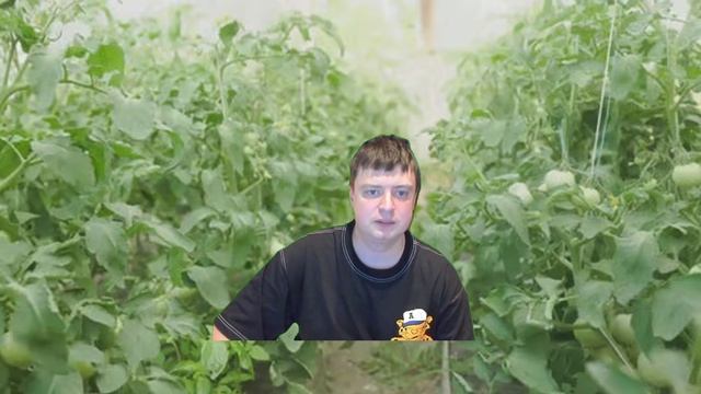 в саду росли помидоры...