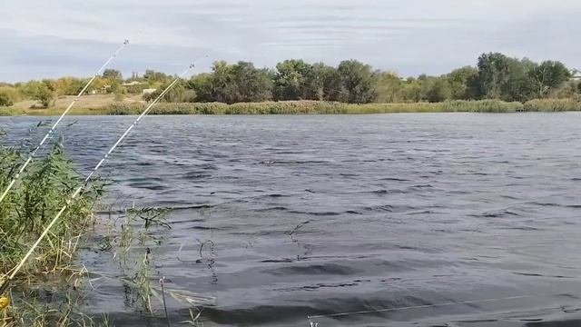 Поймали рыбку.