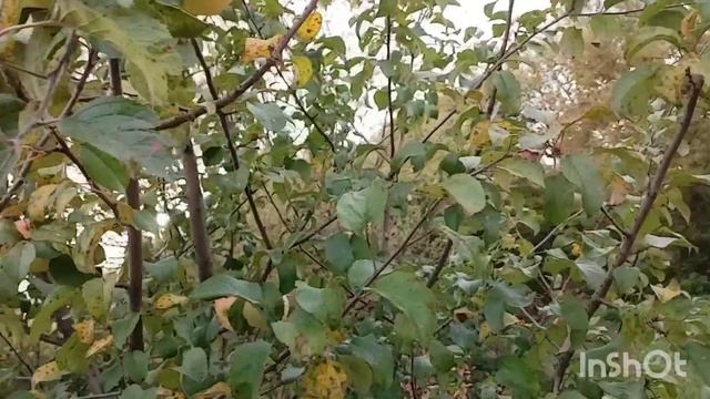 Чуть не заблудилась /как живут в русской деревне