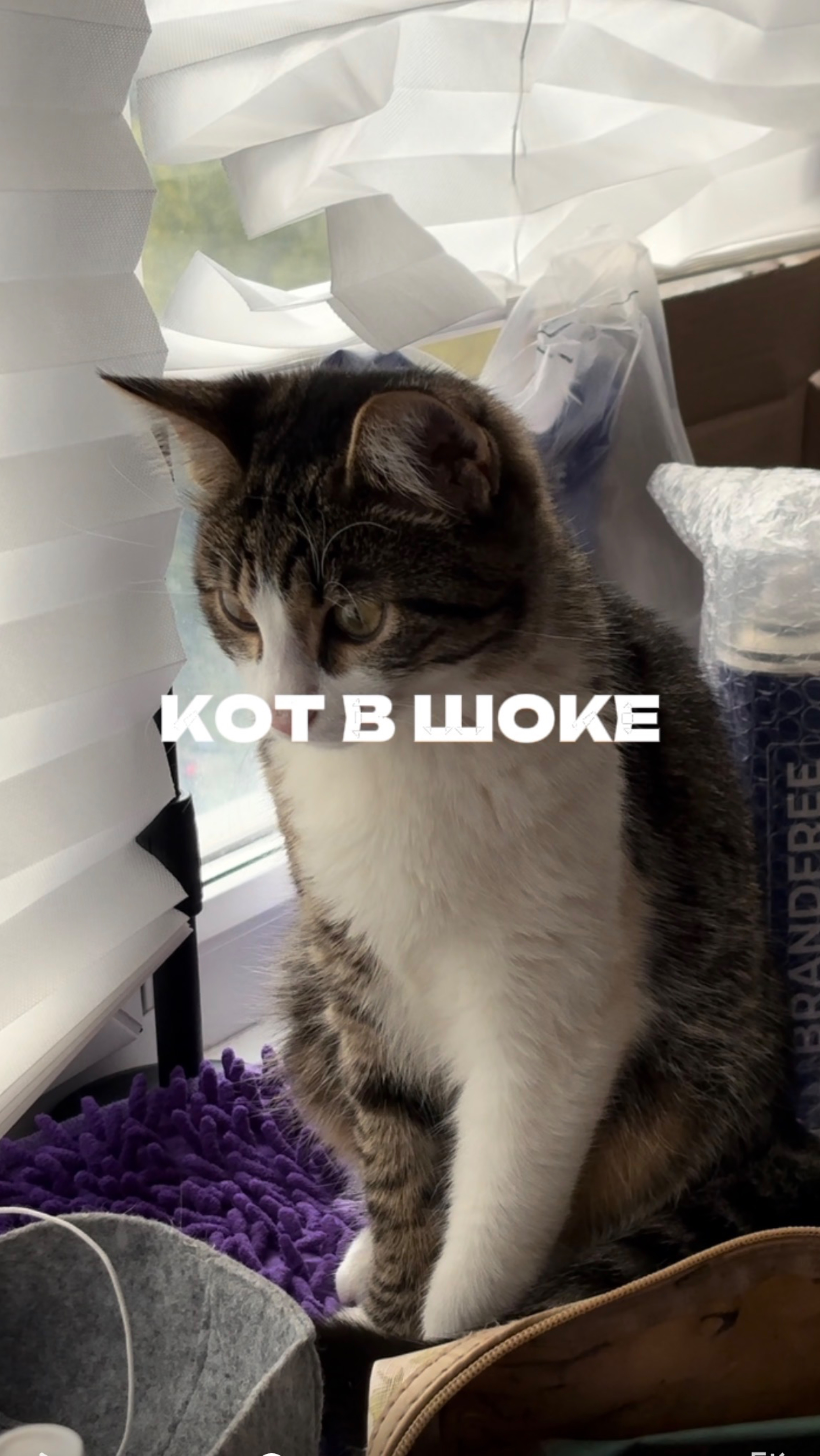 Кот в шоке. Артикул на пасту WB #234577722 Ozon #1664064287