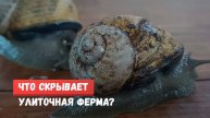 Что скрывает улиточная ферма?