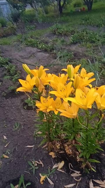 Ещё Одна НЕБЕСНАЯ КРАСОТА👍👍👍!!!   Лилия💐 МОНА!!!