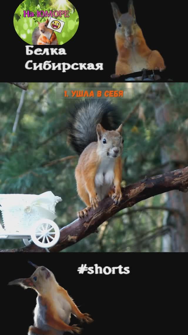 Мама белка задумалась