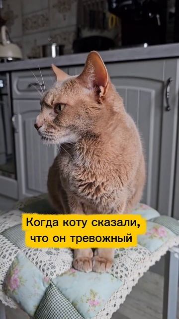 Кошки и из хозяева #питомцы #catsoftiktok