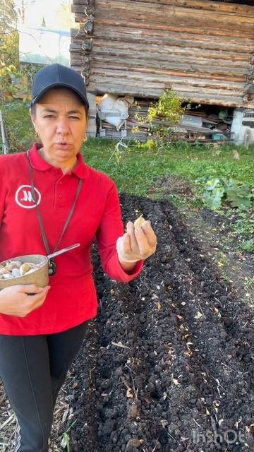 Посадка озимого чеснока, конец сентября начало октября #чеснок #посадка #дача