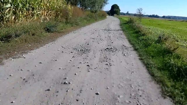 О политической ситуации из леса...