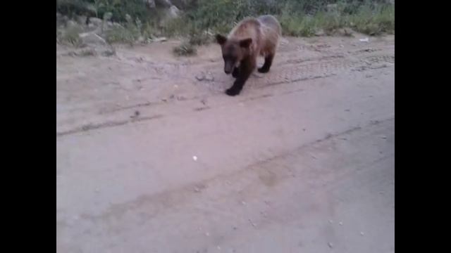 МЕДВЕЖОНОК