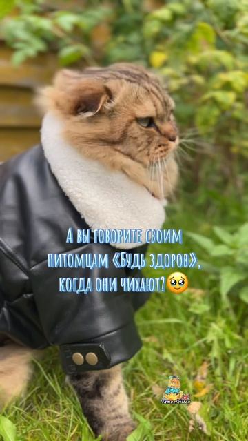 Будь здоров!🥹❤️ #котики #милыекотики #питомцы