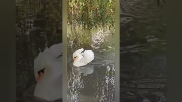 гордый лебедь