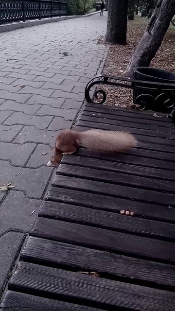 Белка попрыгунья