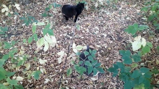 Слайд-шоу. Котики на улице.