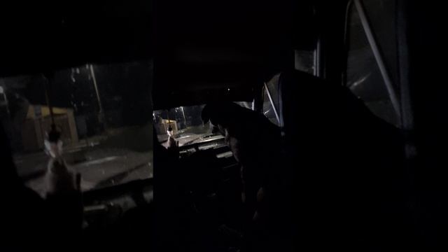 БЭЛЛА💥как всегда на переднем сиденье😂